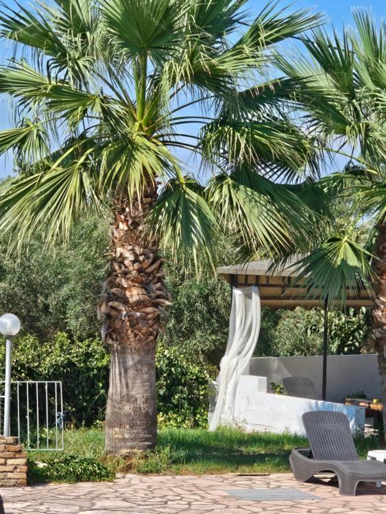 Palmyra Studios Kávos Exteriér fotografie